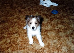 Wild Honey dog (born Feb 14, 1985)